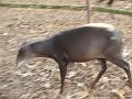 Duiker in motion-1